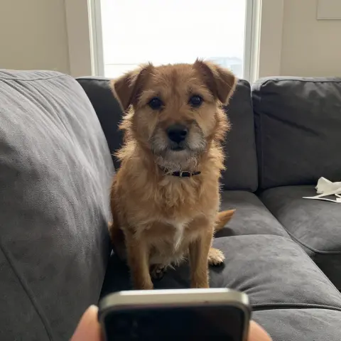 A phone photo of a scruffy brown dog on a grey couch